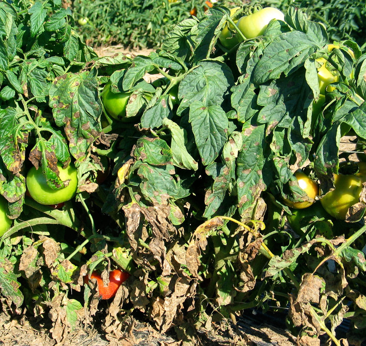 Early blight of tomato